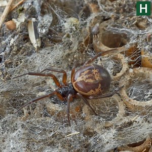 The warm weather has led to an invasion of venomous false widow spiders in the UK | Hampshire Live