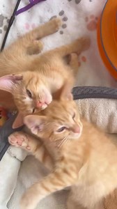 Ang dami ko ng orens na posa😹 #cat #meomyminminofficial #fyp # #adoptdontshop #fblifestyle | Meowmy Min-Min Official