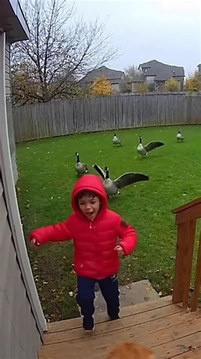 why are geese so mean？! | Dylan Anderson