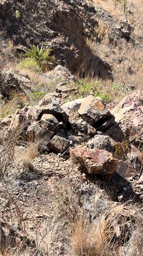 Conociendo a Ella: La Setter del Sol en Canarias