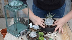 481K views · 709 reactions | Our most magical video ever - this gorgeous succulent lantern with twinkle lights will keep your patio enchanted all summer long ⭐️ | West Coast Gardens | Facebook