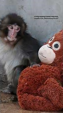 All eyes are on Punch the monkey and how animals are raised in captivity