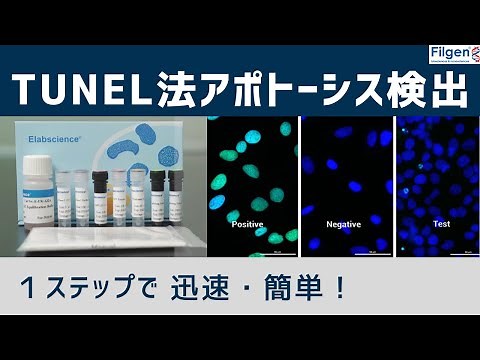 1ステップで迅速簡単！TUNEL法アポトーシス検出