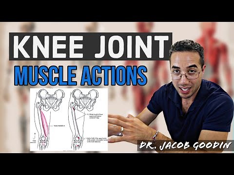 Knee Joint Anatomy: Muscle Actions