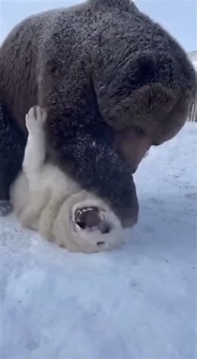 🐻 Grizzly Bear & Guard Dogs: Playtime or a Warning? (Incredible Bear-Dog Interaction)