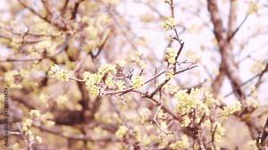 Cornus officinalis blossoms