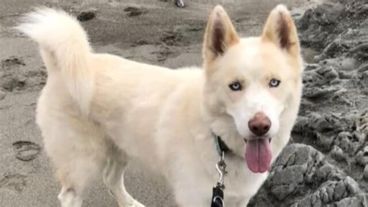 LA area wildfires’ impact on wildlife, pets one year later