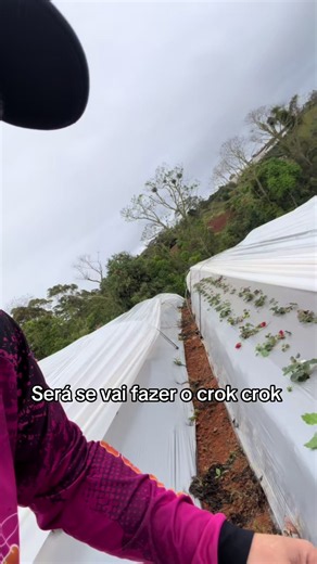 Como fazer o crok crok com morango