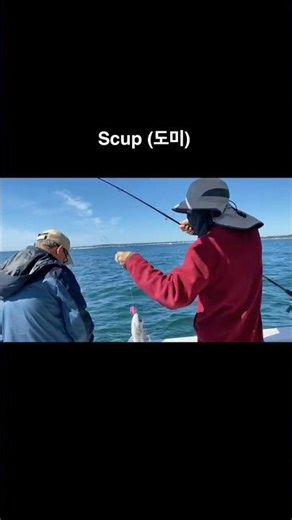 Scup and black sea bass fishing in Newport, RI (8/30, 2025).