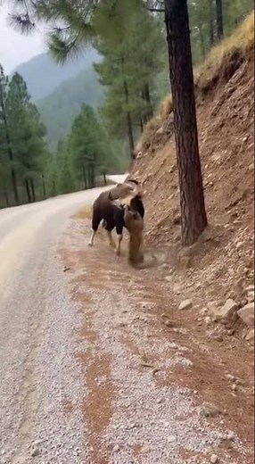 🐆 Leopard Hunts Prey on Forest Trail - Stealth Predator Attack