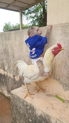 981K views · 6.4K reactions | Rooster Tries To Help Little Monkey Climb The Wall #monkey #monkeys #funnymonkey #cutemonkey #babymonkey | PeT HD | Facebook
