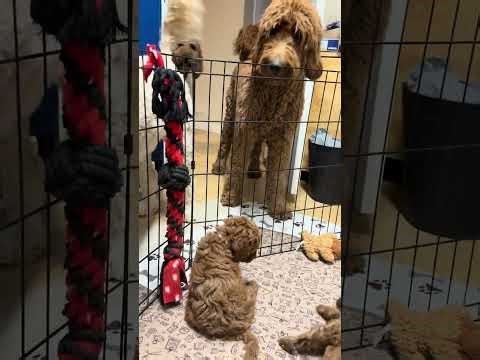 Our Mini Goldendoodles puppies meet our adult dogs!
