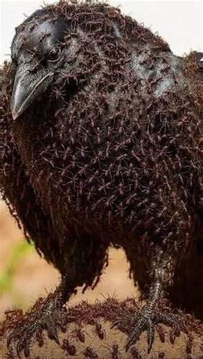 Animal 🌍 | “Dying crow 🐦‍⬛ covered with ants 🐜 “#nature #reels #animals #lifestyle #love #life#ant#crow Ants secrete formic acid as a defense... | Instagram