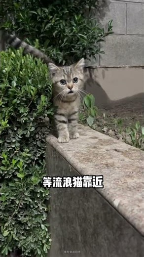 3 Easy Tips to Safely Capture a Lost Kitten at Home