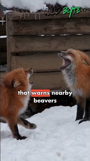 Why Do Red Foxes Laugh While Hunting? 🦊😂
