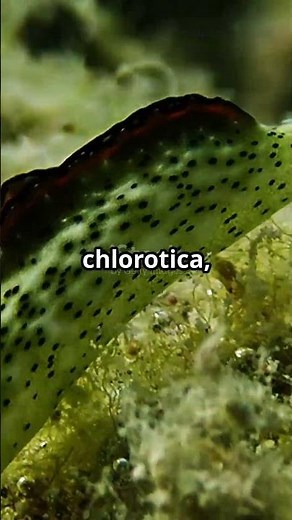 The Animal That Photosynthesize! #documentary #elysiachlorotica#marinebiology #ecofriendly #funfacts