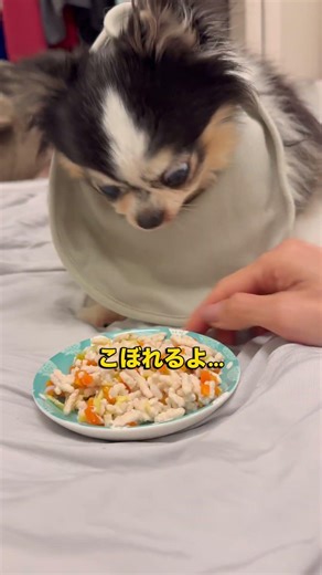 食べないの⁉️手作りご飯を…😂 #チワワ #chihuahua