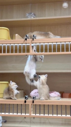 Adorable Mischievous Cats #cat #catmemes #funnycats #cutecat