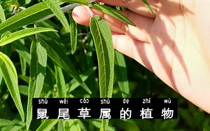 墨西哥鼠尾草