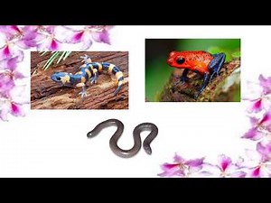 Characteristics of Amphibians
