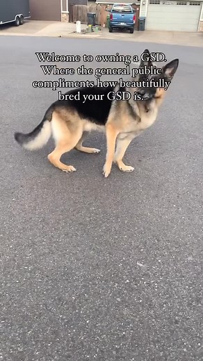 Every time 🤣 . . . #gsd #gsdnation #germanshepherd #showline #showlinegsd #gsdowner #showdog #gsdlover #gsdcommunity #pnwdogs #hikingdog #hikingwithdogs #showdogsofinstagram #germanshepherdlovers #gsddaily #gsddog #funny #trickdog #cutedogreels #ohmygsds #akcgermanshepherd #akcregistered | Ohmygsds