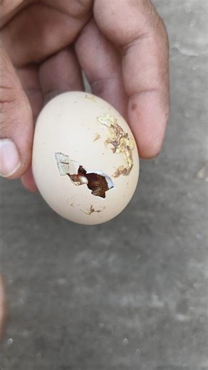 That's why don't use Small eggs For hatching
