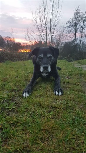 hello everyone. this is my dog noran he is a 13 years old mix from labrador, bordercollie, boxer.