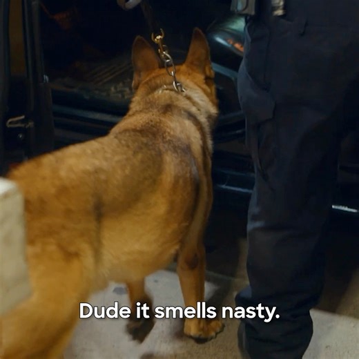 Officers at the McAllen-Hidalgo International Bridge further investigate the foul-smelling car, and what they uncovered may shock you…. #Contraband: Seized at the Border Mondays at 8P on Discovery. | Discovery