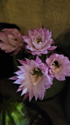 Update on Flowering Cactus