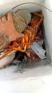 Morena whanau lets Go drop nan off a kai I ain't seen nobody love koura like my nan lucky to have shell left lol ❤️ | Team Pelvic Thrusterz