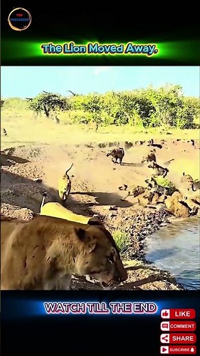 Hyenas vs Lionesses: Who Took the Meal in the End?