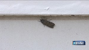 You might be swatting more moths right now. Experts say these Miller Moths are native to Kansas and two contributing factors make this year worse. https://www.ksn.com/top-stories/two-contributing-factors-cause-increase-in-moths/ | Samantha Boring
