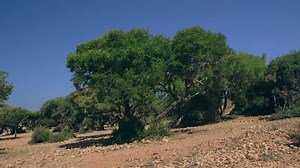 Pan Across Argan Tree Farm Morocco: Stockvideos & Filmmaterial (100 % lizenzfrei) 1018394809 | Shutterstock