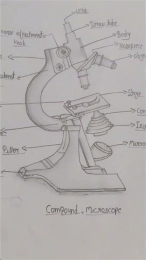 compound microscope drawing ###art ||