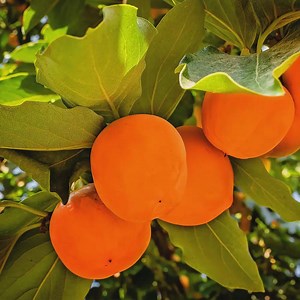 Jiro Fuyu Persimmon Tree | Non-astringent, Self-pollinating Asian Fruit Tree | Sweet, Crisp Fall Fruit - Etsy