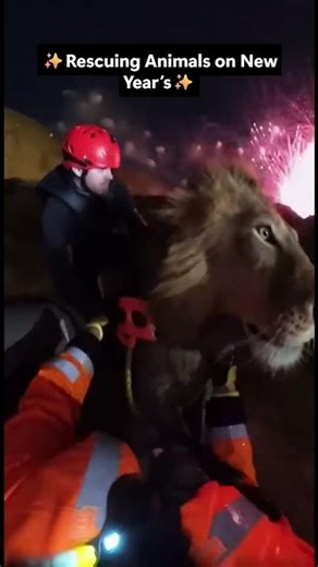 New Year’s Night Animal Rescues in Rising Floodwaters 🎆🌊🐾