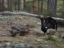 tiurleik 2008 del 1(Capercaillie display part 1)