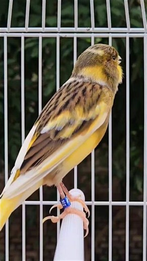 birds chirping sound | beautiful bird #birds #animal #canary