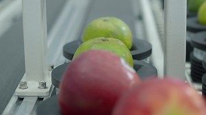 Quality Control of product fruits in factory. Fully automated technology of fruit being graded processing in food product industry factory plant. Fresh fruits running on conveyor belt production line.