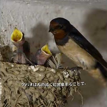 3月21日【ツバメは時速200kmで飛ぶ! 渡り鳥の驚きの生態】#ツバメ #春の訪れ #渡り鳥 #飛行能力 #幸運のサイン