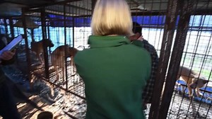 Humane Society International are working to bring about an end to the dog meat trade in South Korea. Tune into The Dog Rescuers on Tues 5th September to see exactly why their campaign is so important. The Dog Rescuers - Channel 5 at 20:00 | Heavy Petting