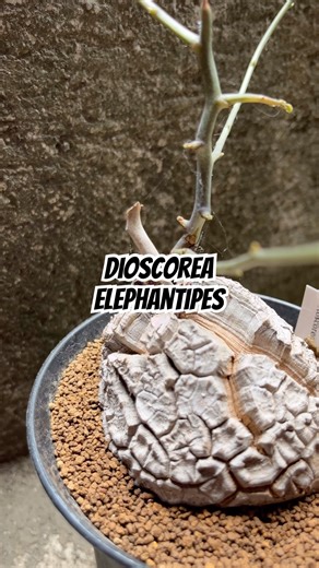 Tanaman Ini Tumbuh Seperti Batu tapi Hidup! 😱🌿 | Dioscorea Elephantipes 🗿