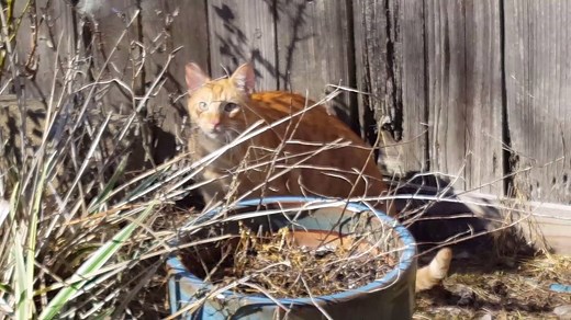 816K views · 6.8K shares | Gotta get that catnip! | America's Funniest Home Videos | Facebook