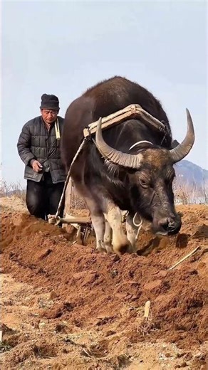 Traditional Spring Plowing: Water Buffalo & Wooden Plow Prepare Hilly Fields for Sweet Potatoes