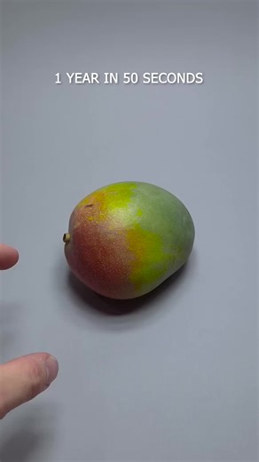 Mango Plant Growth in Just 50 Seconds