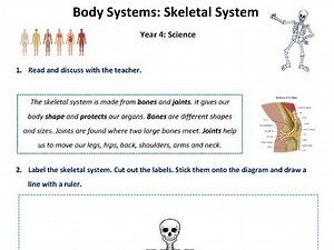 Label the Skeletal System: Main bones and joints - Year 4-6 | Teaching Resources