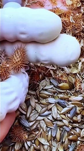 TEKNIK || Alat cerdas untuk mengambil biji xanthium dengan mudah #shorts