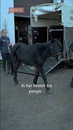 Ponyer i nød og bedring #dyrevelfærd #heste #pony #nythesteliv