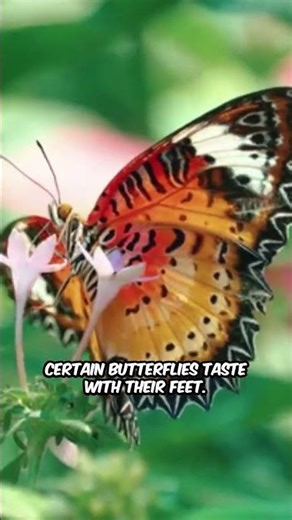 Incredible Insect Facts Revealed
