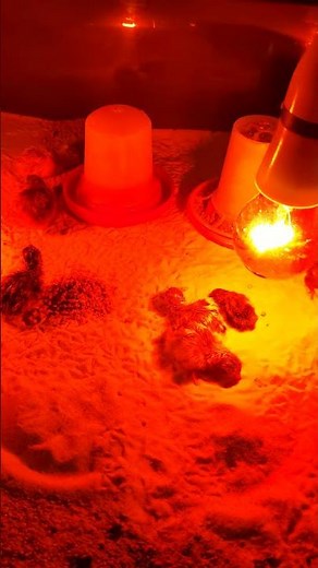 When to move quail chickens to the brooder